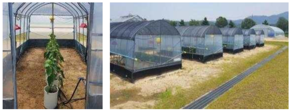 시설 온실 주간 해충유인 방법에 따른 유인포획 처리온실 모습