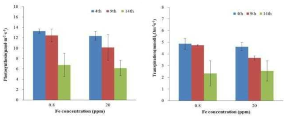 철 공급 농도 증가에 따른 파프리카 잎의 광합성 및 증산량 변화 * (4th, 9th, 14th; 생장점으로부터 4, 9, 14 번째엽)