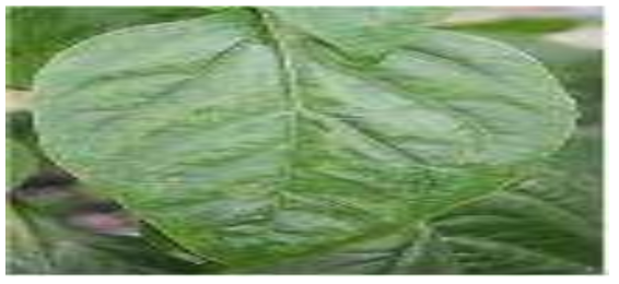 배양액내 철 공급 농도 증가에 따른 파프리카 잎의 과잉 장해 * (4th, 9th, 14th; 생장점으로부터 4, 9, 14 번째엽)