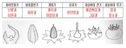 화아 형성 및 과실 비대 형태에 따른 생리장애 진단