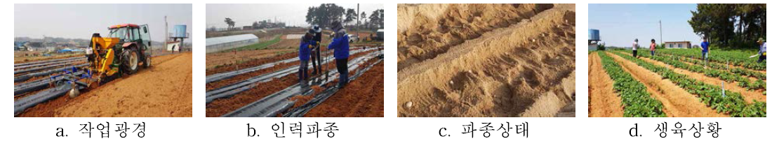 감자 품종별 전자동 감자 파종기 적응성 시험
