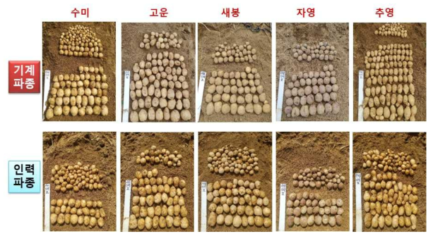 기계/인력 파종에 따른 품종별 수량성 비교