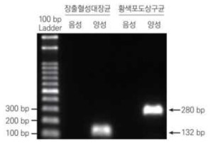 양성 결과 예시