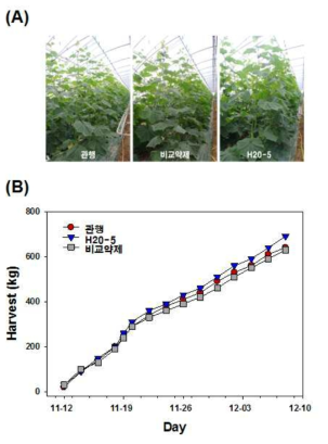 The H20-5 effects on growth phenotype (A) and harvest weight (kg) (B) in cucumber plants at plastic-house located in the Nonsan area