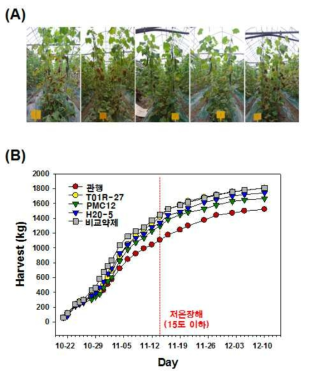 The H20-5 effects on growth phenotype (A) and harvest weight (kg) (B) in cucumber plants at plastic-house located in the Gunsan area
