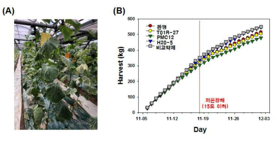 The H20-5 effects on growth phenotype (A) and harvest weight (kg) (B) in cucumber plants at plastic-house located in the Wanju area