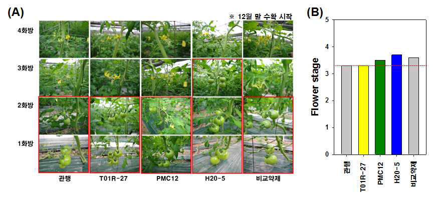 The H20-5 effects on flowering phenotype (A) and flower stage (B) of tomato plants at plastic-house located in the Gunsan area