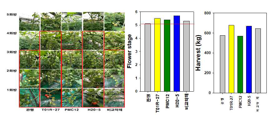 The H20-5 effects on flowering phenotype, flower stage, and harvest of tomato plants at plastic-house located in the Gimje area