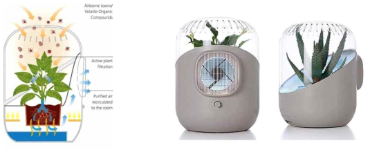 Andrea: Plant-based Air Purifier