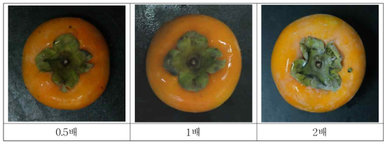 농도별 처리에 따른 수확기 탄산칼슘의 과실 표면에 잔류