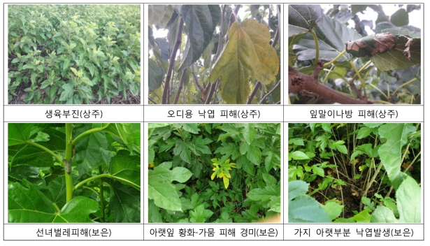 뽕나무 재배농가 피해실태조사 현장방문(충북지역)