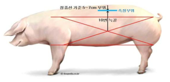 초음파 측정부위