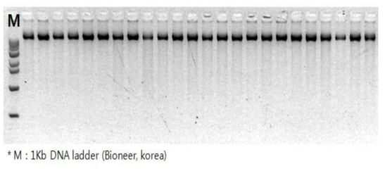 종돈의 혈액에서 추출된 genomic DNA의 agarose gel (2%) 전기영동 결과(일부)