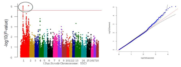 Yorkshire 검정종료체중 형질의 GWAS 분석결과