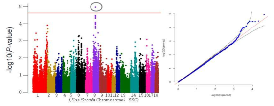 Yorkshire 등지방두께 형질의 GWAS 분석결과