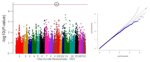 Landrace 사료 먹기 빈도 형질의 GWAS 분석결과