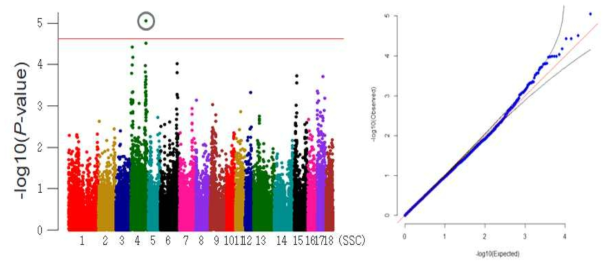 Landrace 활동 빈도 형질의 GWAS 분석결과