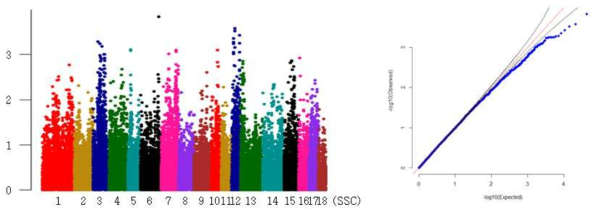 Landrace 물마시기 형질의 GWAS 분석결과