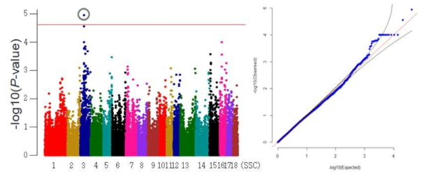 Yorkshire 물마시기 빈도 형질의 GWAS 분석결과