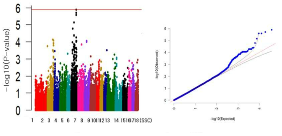 Landrace 종료체중 형질의 GWAS 분석결과