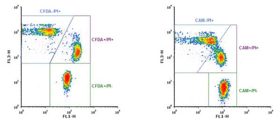 정자 생체막 온전성 검사를 위한 이중형광염색의 Flow cytometry 검사