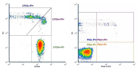 cytometry 검사시 정자 생체막 온전성(6-CFDA/PI)과 첨체막 온전성(FITC-PNA/PI) 평가에서 염색양상