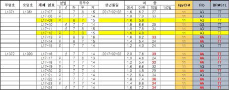 랜드레이스 품종에서 변이 분석