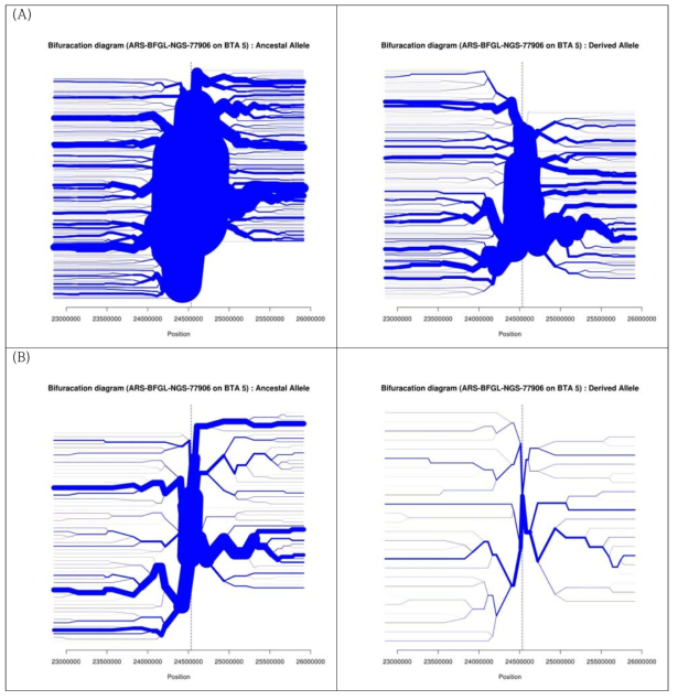 KPN 집단(A)과 계통축 집단(B)의 5번 염색체의 일배체형 분지 다이어그램