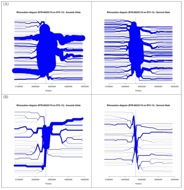 KPN 집단(A)과 계통축 집단(B)의 13번 염색체의 일배체형 분지 다이어그램