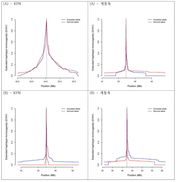 KPN 집단 및 계통축 집단에서 조상(ancestral) 및 파생(derived) 대립유전자에 대한 5번(A) 및 13번(B) 염색체의 확장된 일배체형 크기 조사