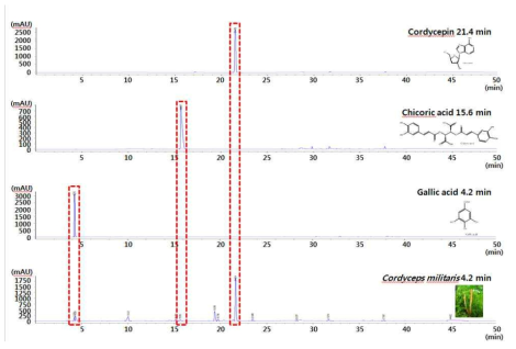 Cordyceps militaris와 Cordyceps sinensis의 함유성분 비교