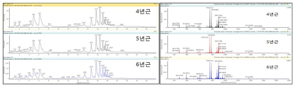 고려 인삼 4, 5, 6년근 내 지질 대사체의 크로마토그램 및 Mass Spectrum