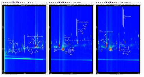 6년근 인삼의 GCxGC-TOF/MS의 3차원 data의 구조동정