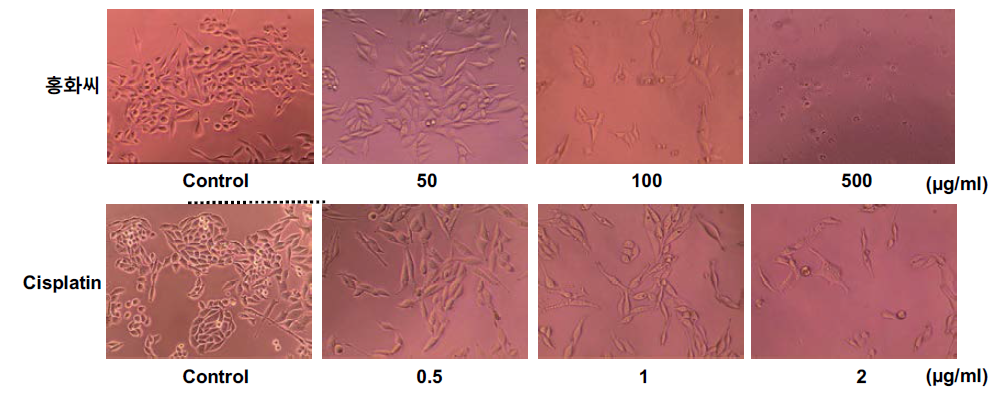 잇꽃씨 추출물과 시스플라틴의 농도별 대장암 세포 생존률 억제 활성