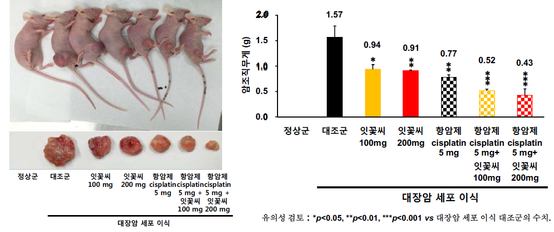 대장암 세포 이식 동물모델에 있어서 잇꽃씨 추출물과 항암제 cisplatin 병용 투여에 따른 암세포 조직 감소 효과