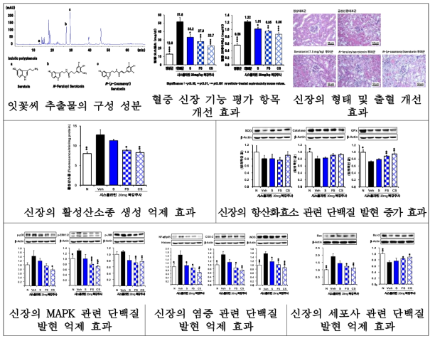 serotonin과 유도체를 통한 신장 조직의 생리 활성 결과