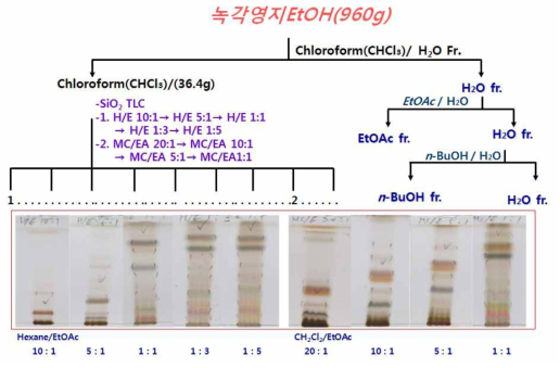 녹각영지버섯의 유기용매를 이용한 분획 및 TLC 검토