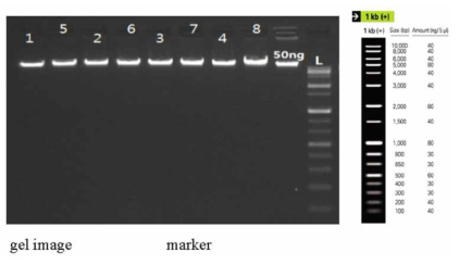 전기영동을 통한 DNA 정량