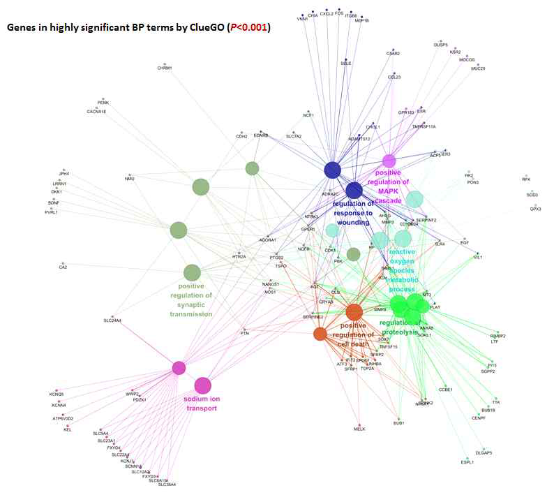 GO 네트워크 내 유의적 용어별 관련 유전자 관계도