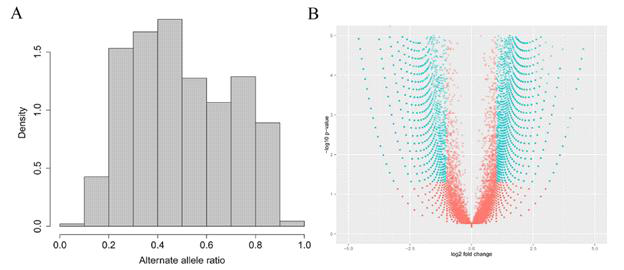모든 Heterozycous 단일염기변이의 alternate allele 값 분포 및 allele 특이적 발현의 volcano plot