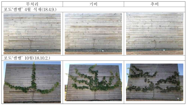 시비처리 방법에 따른 피복 차이(포도)