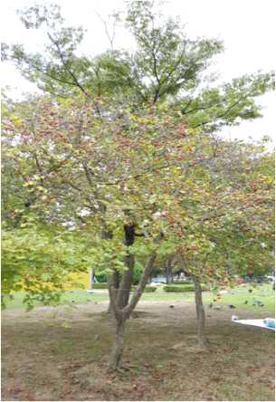 도시 공공녹지의 산사나무 (광주)