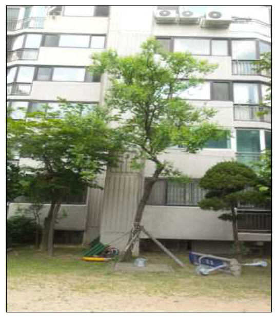 공동주택정원의 대추나무 ( 서울)
