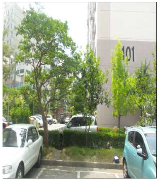 도시 공공녹지의 산사나무 (광주)