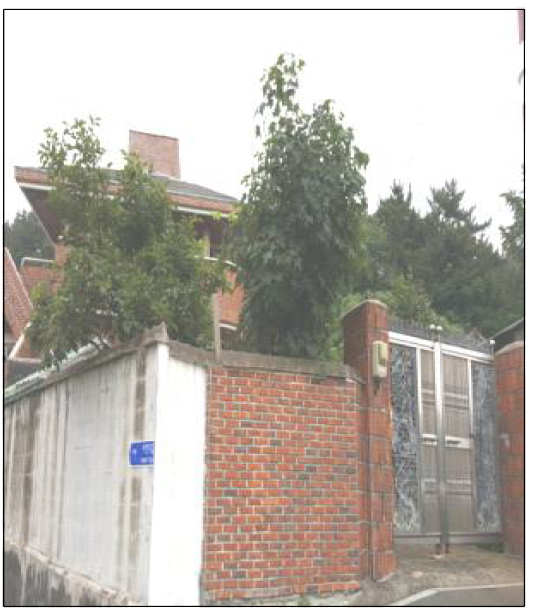 개인주택정원의 감나무 ( 부산)