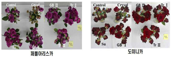 장미 물올림 전처리에 따른 절화수명