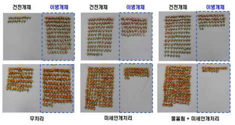 처리에 따른 건전개체 및 이병개체 모습(상: 햇살, 하: 오텀파티)