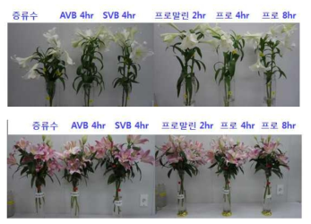 백합 절화보존제 처리별 절화수명 조사 7일 후 모습 (위: 우리타워, 아래: 메두사)