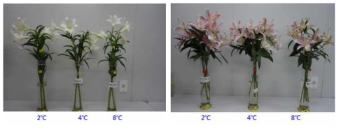 저장온도(12일 저장)에 따른 절화수명 조사 7일 후 모습 (왼: 우리타워, 오른: 메두사)