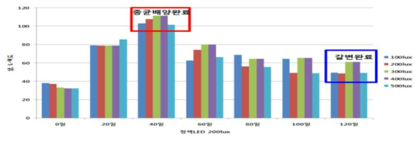 간헐적, 지속적 광처리에 의한 배양효율 측정-농진고